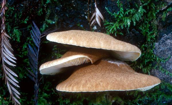 Encuentro Nacional de Micolog�a 2015, una cita necesaria