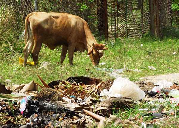 La contaminaci�n medioambiental afecta a la fauna