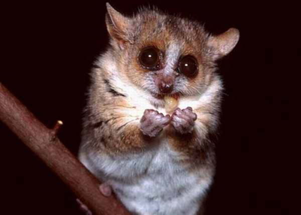 Lemur ratón de Gerp