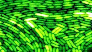 Luces de neón hechas de bacterias. Luces de neón hechas de bacterias.
