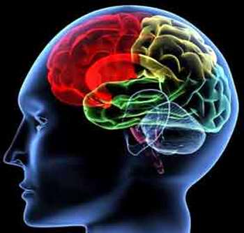 Mapa cerebral en 3D para estudiar amnesia 