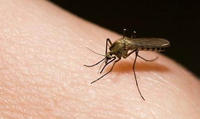 Paraguay alerta ante posibilidad de ingreso del virus Zika