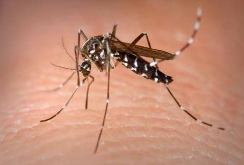 Dengue on the Spotlight of International Forum in Havana 