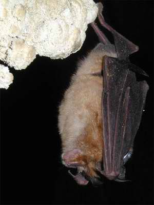 Cambio climático amenaza a los murciélagos