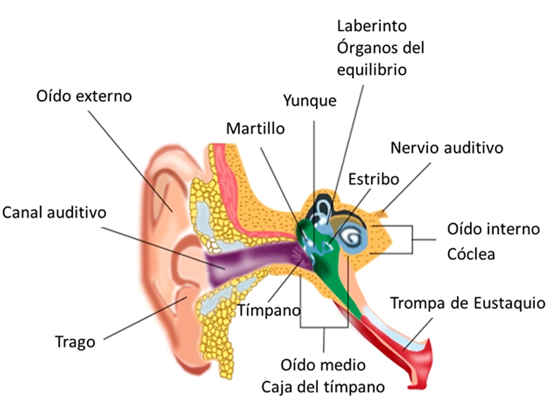 Oído interno-Estructura