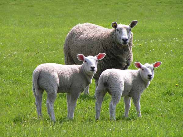 Las ovejas son egoístas 
