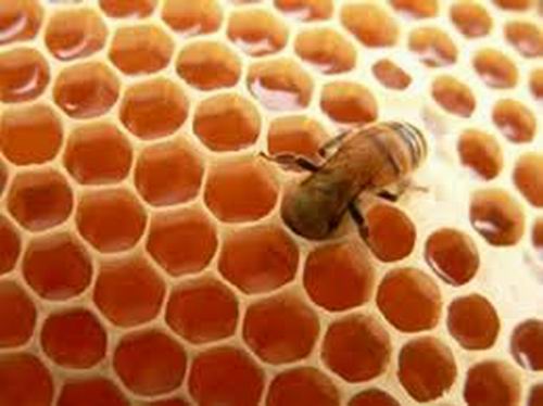Miel de abejas