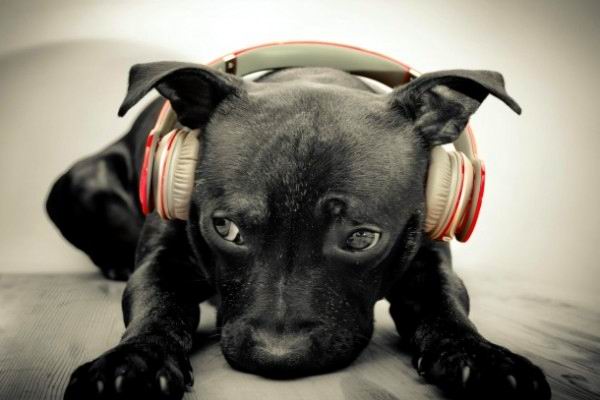 A los animales domésticos les gusta escuchar música 