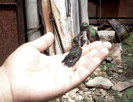 Mamá zunzún alimenta a su pichón en la mano de Pastor Mamá zunzún alimenta a su pichón en la mano de Pastor