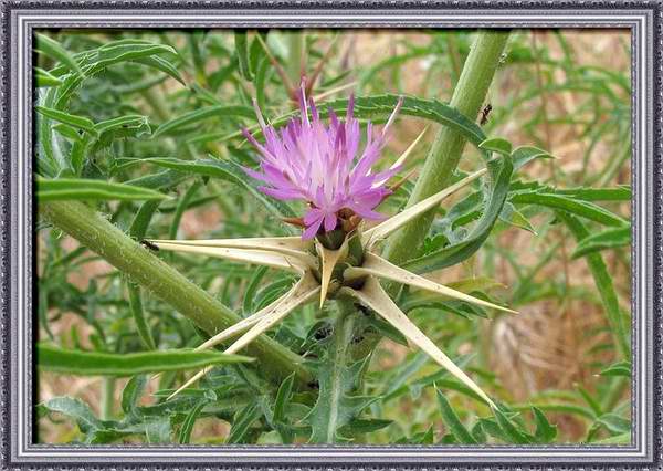 Planta de la Yamagua
