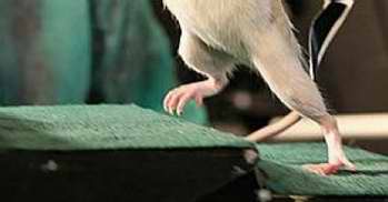 Experimentos contra la invalidez de las ratas