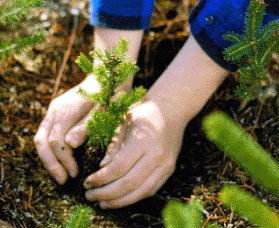 Siembra de plantas Siembra de plantas