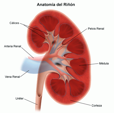 Anatom</p