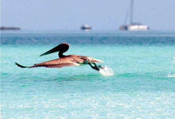 Reconocen logros de Cuba en protección de la biodiversidad