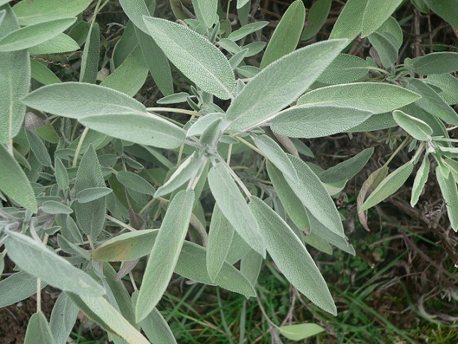 Salvia y sábila…propiedades curativas Salvia y sábila…propiedades curativas