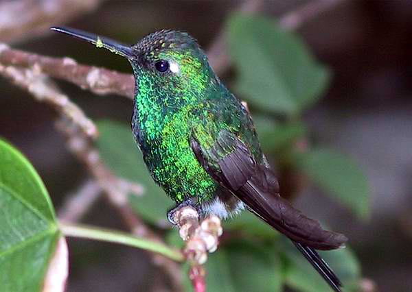 Zunzun Bird