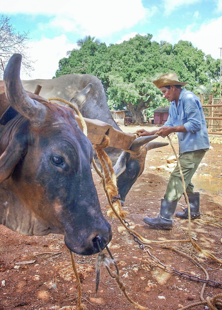 El yugo y el frontil en los campos cubanos
