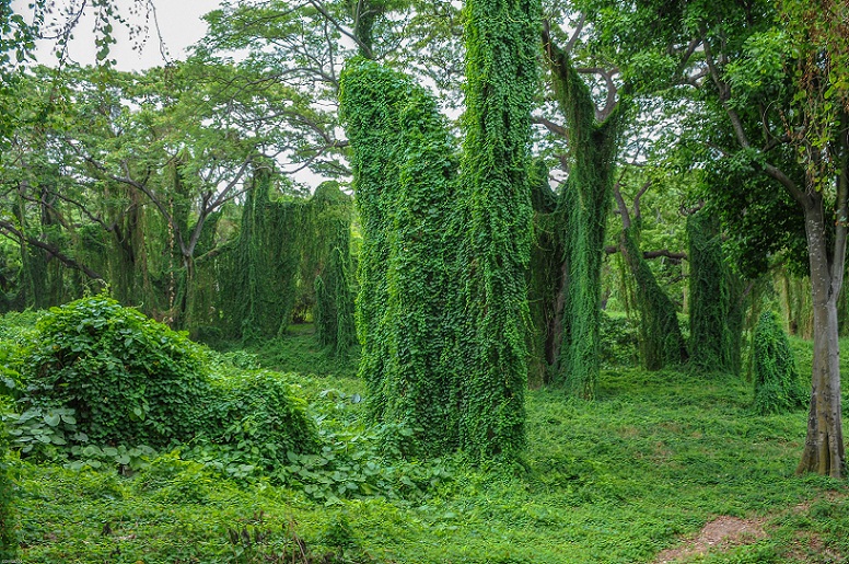 Parque Metropolitano, el pulm�n de La Habana