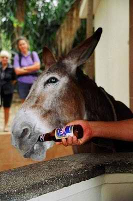 Pancho, el burro de Mayabe