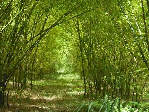 Entrada al valle de Mayabe en Holgu�n