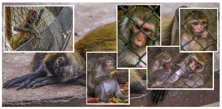 Zool�gico de 26, el m�s antiguo de Cuba