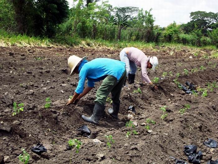 Coinciden en Camagüey en optimizar uso de plantas proteicas