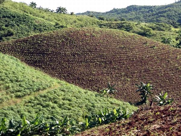 Y se salvaron los suelos en El Culebro. Foto: Aroldo Garc�a