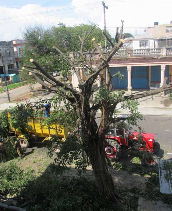Tala de un árbol en el Vedado capitalino suscita las molestias de una comunidad de vecinos. Foto cortesía Mario García Portela