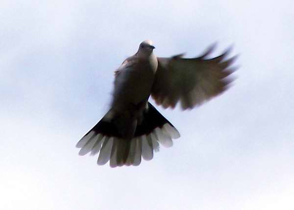 Una paloma en el viento Foto Abel Rojas