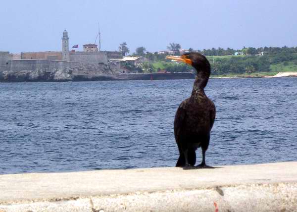 Cormorán, ave acuática en el muro del Malecón Cormorán, ave acuática en el muro del Malecón