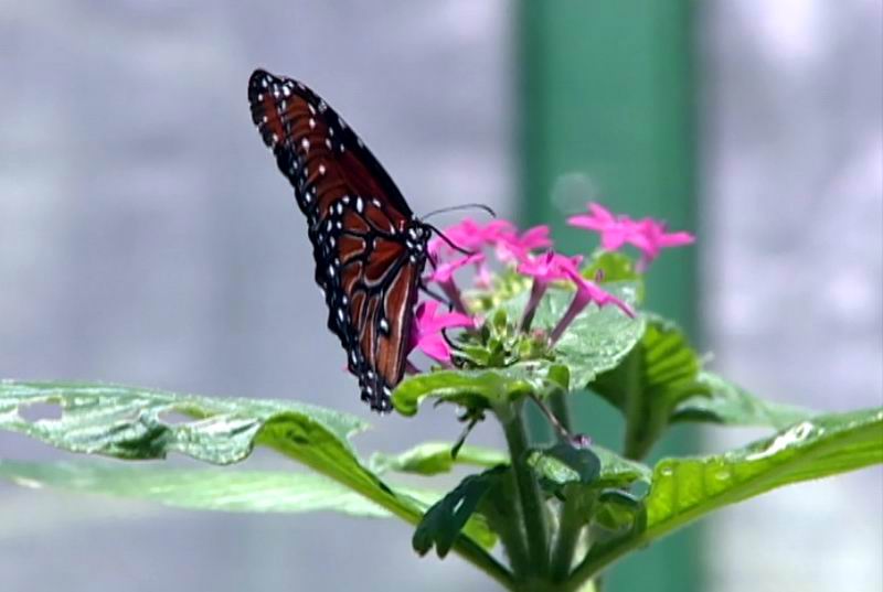 Mariposa criada en el Mariposario de la Quinta de los Molinos, �nico en el pa�s
