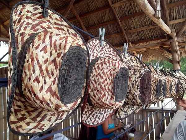 Los sombreros de anacahuita del Yunque. Foto Juan Manuel Olivares