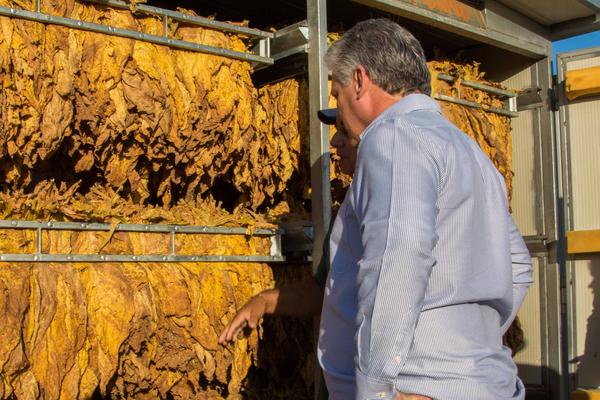 Recorre Díaz Canel áreas del proyecto de tabaco Virgina en Pinar del Río 