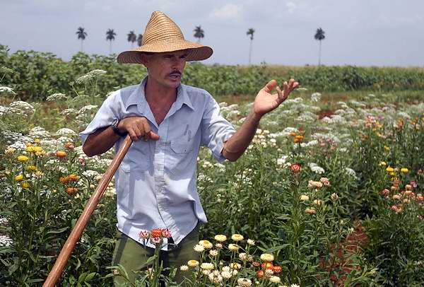 The local farmer Abel Acosta Padrón in his aimed at cultivating and beautifying the environment has practically become the local king of the flowers The local farmer Abel Acosta Padrón in his aimed at cultivating and beautifying the environment has practically become the local king of the flowers