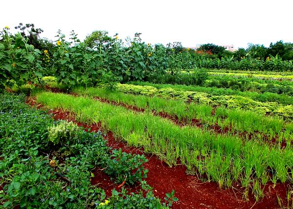 Por un mejor rendimiento agr�cola en Cuba. Foto: Abel Rojas