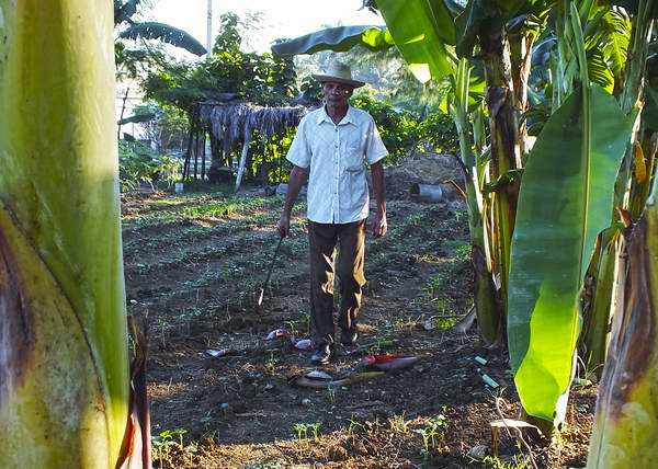 Por un mejor rendimiento agr�cola en Cuba. Foto: Abel Rojas