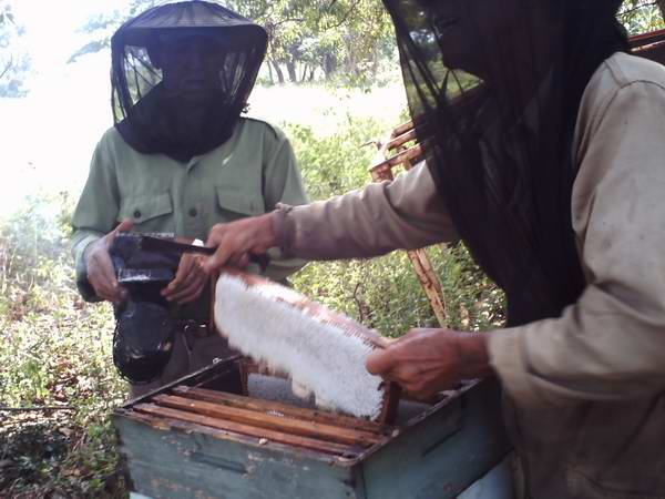 Beekeepers in Cuba.