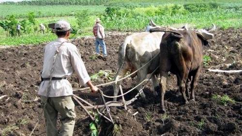 Una tarea decisiva seguirá siendo la producción de alimentos, por lo que deben estar en producción todas las áreas agrícolas ociosas. Foto Carlos Sanabia Una tarea decisiva seguirá siendo la producción de alimentos, por lo que deben estar en producción todas las áreas agrícolas ociosas. Foto Carlos Sanabia