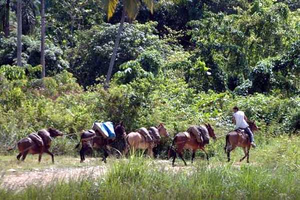 Burros en Holguín. Burros en Holguín.