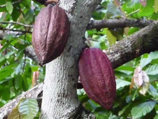 Cacao de Baracoa. Foto Venceremos Cacao de Baracoa