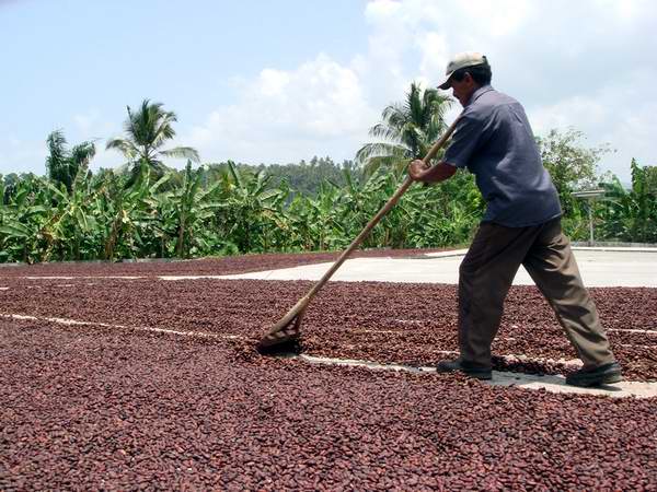 Proceso de secado del cacao Proceso de secado del cacao