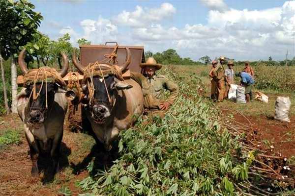 Para desarrollar  los cultivos y la ganadería en el territorio matancero se utilizan tierras fértiles. Foto: radiorebelde. 