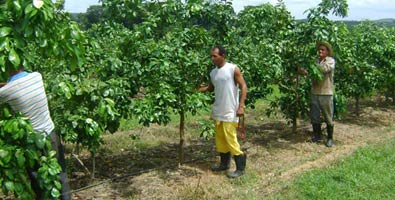 Inici� cosecha de toronja en Matanzas. Foto: Yoelvis Moreno