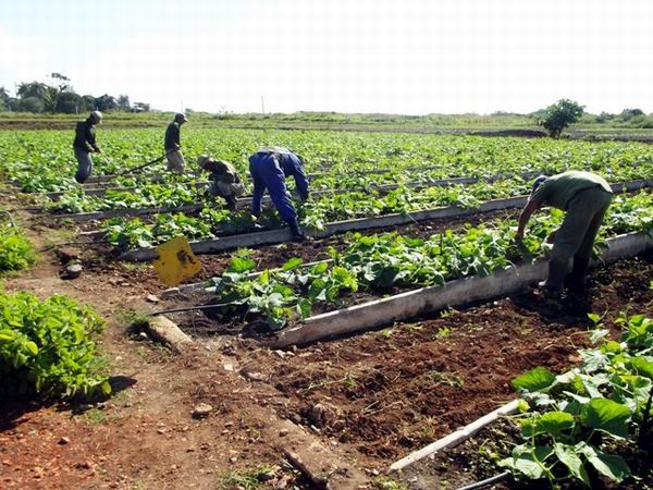 Entidades productivas camagüeyanas reciben condición de Referencia Nacional