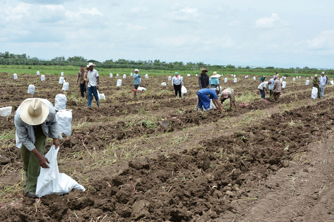 La agricultura cubana tiene que avanzar en el 2019