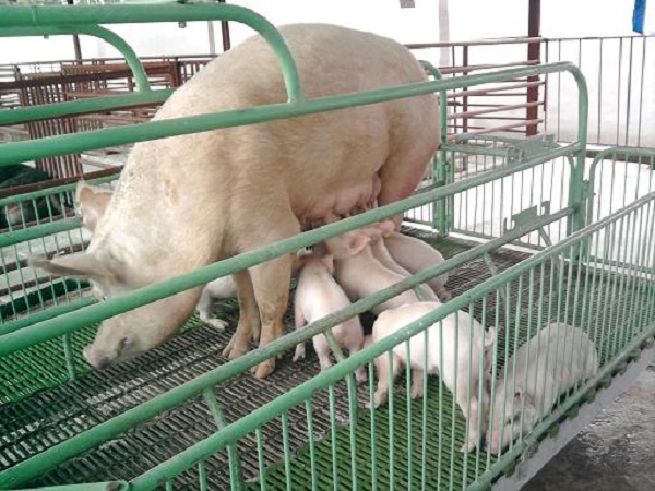 Feria Agropecuaria Jorge Barrameda in Memoriam