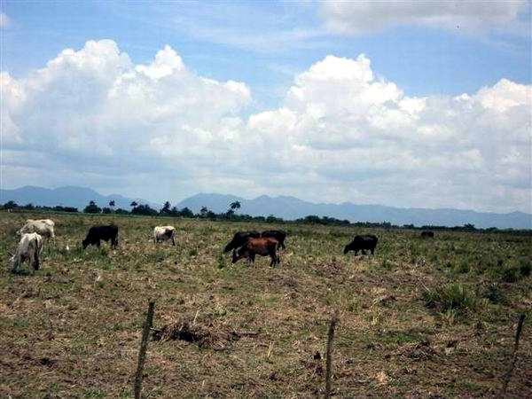 Censarán ganado mayor en Cuba Censarán ganado mayor en Cuba