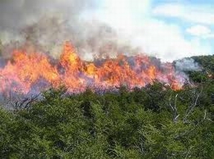 Nuevo foco de incendio forestal en Meseta de San Felipe