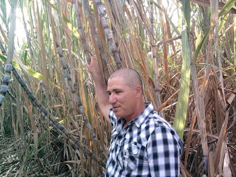 En Puerto Padre los productores ca�eros apuestan por mejores resultados