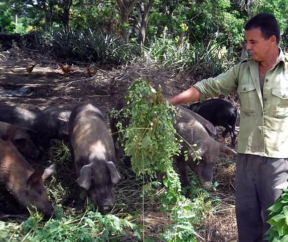 Moringa Oleífera en la alimentación de animales